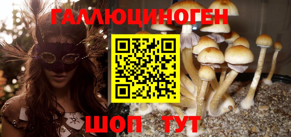 Галлюциногенные грибы Psilocybe  Вход с VPN  Истра 